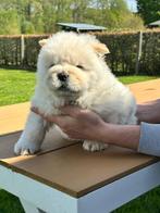 Chow Chow, Un chien, Belgique, 8 à 15 semaines, Éleveur | Loisir