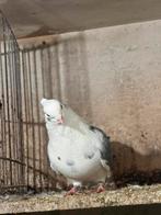 Iraanse duiven, Dieren en Toebehoren, Vogels | Duiven