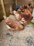 Legkippen te koop, Femelle, Poule ou poulet