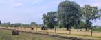 Voordroog hooi, Ophalen, Nieuw