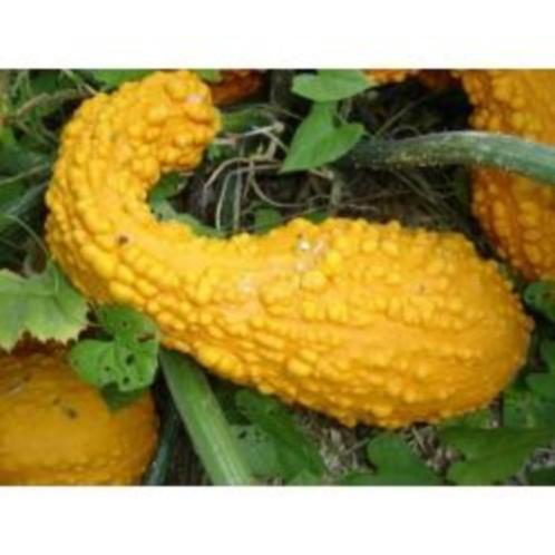 Plantjes Courgette Crookneck, Tuin en Terras, Planten | Tuinplanten, Eenjarig, Groenteplanten, Halfschaduw, Zomer, Ophalen