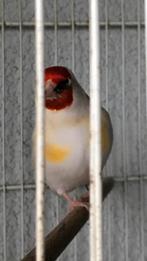 distelvink, Mannelijk, Papegaai, Geringd