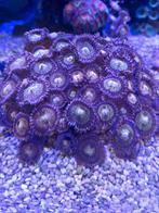 Mooi stuk zoa Alien Explosion, Dieren en Toebehoren