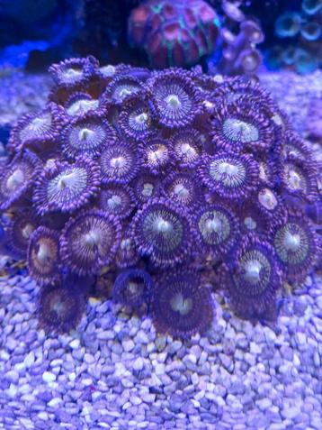 Mooi stuk zoa Alien Explosion beschikbaar voor biedingen