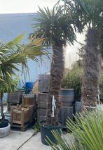 Palmbomen trachycarpus fortunei!, Tuin en Terras, Planten | Bomen, Ophalen