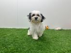 Mal-Shi pups, Dieren en Toebehoren, België, Overige rassen, 8 tot 15 weken, CDV (hondenziekte)
