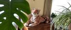 GROTE SIMBA TIJGER KNUFFEL 120 CM x 50 CM, Ophalen of Verzenden