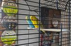 2 grasparkieten met kooi, Dieren en Toebehoren, Meerdere dieren, Parkiet, Tam