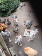 Mechelse koekoek ong 6 maanden, Dieren en Toebehoren, Meerdere dieren, Kip