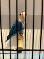 agapornis, Mâle, Perroquet nain ou Inséparable, Bagué