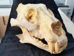 Schedel leeuw (replica), Verzamelen, Dierenverzamelingen, Verzenden, Gebruikt, Wild dier, Schedel