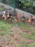 gele boomeenden, Dieren en Toebehoren, Pluimvee