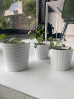 Ikea bloempotten met pannekoekenplant, Ophalen of Verzenden