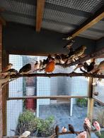 Portugese harelkijnen, Dieren en Toebehoren, Vogels | Kanaries