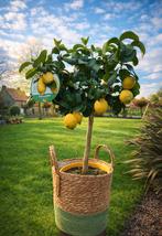 Citrus citroen 4 seizoenen, Tuin en Terras, Ophalen