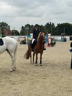 Ierse kleine D-pony zoekt een nieuw huisje, Dieren en Toebehoren, Pony's, Ruin, D pony (1.37m tot 1.48m), Gechipt, 11 jaar of ouder