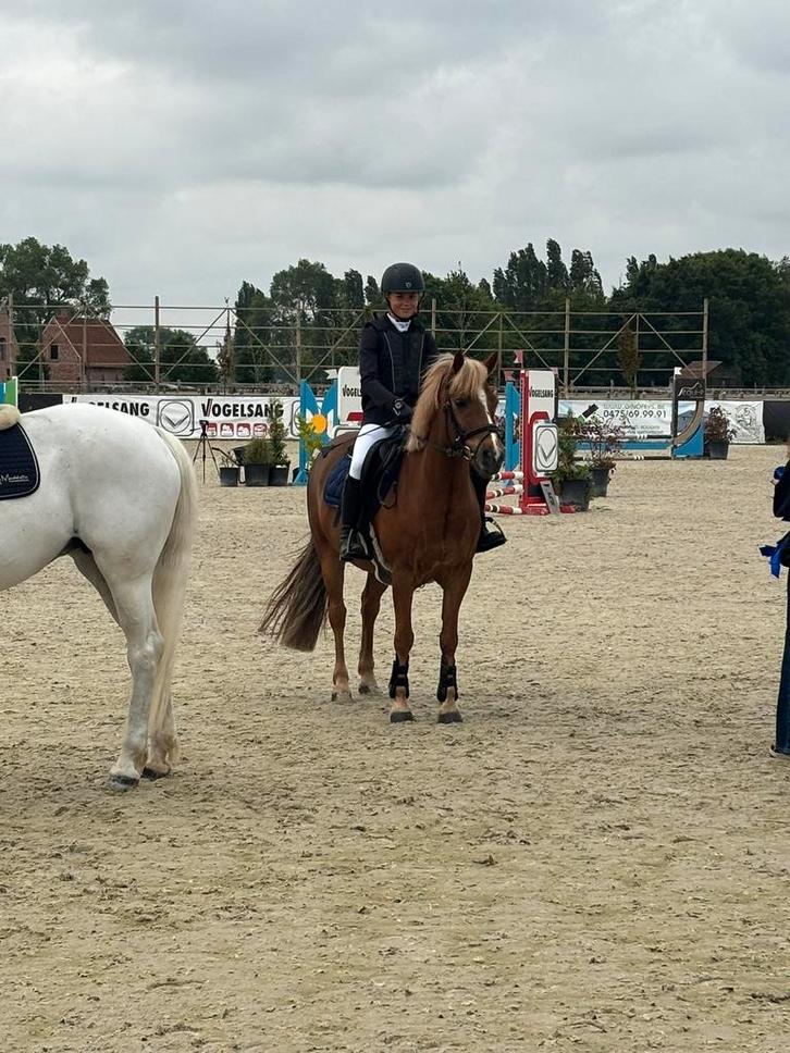 Ierse kleine D-pony zoekt een nieuw huisje, Dieren en Toebehoren, Pony's, Ruin, D pony (1.37m tot 1.48m), 11 jaar of ouder, Gechipt