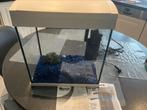 Aquarium 30 L met verlichting,pomp en steentjes, Dieren en Toebehoren, Vissen | Aquariumvissen, Vis