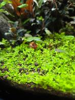 Posthoorn slakjes, Dieren en Toebehoren