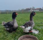 Koppel dewlap toulouse ganzen, Dieren en Toebehoren, Pluimvee