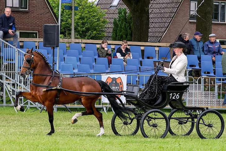 Bomproof geweldig lieve en knappe menpony!!, Dieren en Toebehoren, Pony's, Ruin, B, B pony (1.17m tot 1.27m), Tuigpony, 11 jaar of ouder