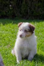 Red Merle Border collie puppies geboren op boerderij, Dieren en Toebehoren, Honden | Herdershonden en Veedrijvers, CDV (hondenziekte)