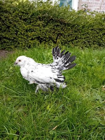 gebaarde sabelpootkriel hen/ hennen/ sabels zilverporselein beschikbaar voor biedingen