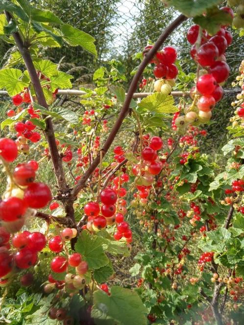 Trosbes aalbes ribes rubrum, Tuin en Terras, Planten | Fruitbomen, Overige soorten, Volle zon, Lente, In pot, Ophalen