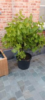 Druivelaars aan stuntprijzen!, Tuin en Terras, Planten | Struiken en Hagen, Ophalen