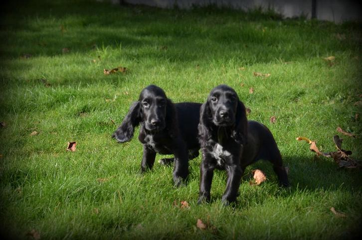 Engelse Cocker Spaniel pups, Dieren en Toebehoren, Honden | Retrievers, Spaniëls en Waterhonden, Teef, Spaniël, Fokker | Professioneel