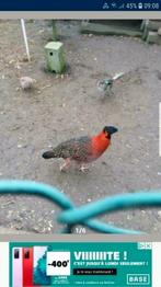 Faisans, Plusieurs animaux