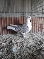 Oud-Oosterse Meeuw., Dieren en Toebehoren, Vogels | Duiven