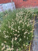 Pennisetum Hameln, Tuin en Terras, Planten | Tuinplanten, Ophalen