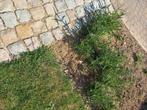 Verbena planten, Tuin en Terras, Volle zon, Vaste plant, Zomer, Ophalen