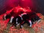 Fleslam  papfles lam, Dieren en Toebehoren, Schapen, Geiten en Varkens, Mannelijk, Schaap, 0 tot 2 jaar