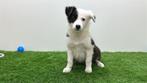 Border Collie Pups, Dieren en Toebehoren, België, CDV (hondenziekte), 8 tot 15 weken, Collie