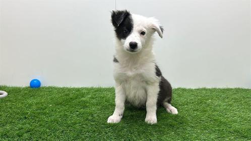 Border Collie Pups, Dieren en Toebehoren, Honden | Herdershonden en Veedrijvers, Meerdere dieren, Collie, Fokker | Professioneel