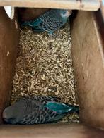 Grasparkieten melanistic spangle split blackface