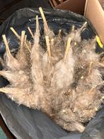 Pampas, Huis en Inrichting, Woonaccessoires | Droogbloemen, Ophalen, Zo goed als nieuw