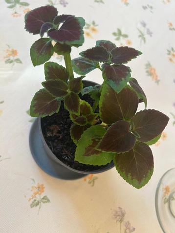 Coleus beschikbaar voor biedingen