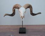 RAM SCHEDEL op hardstenen sokkel - ref. i, Collections, Collections Animaux, Enlèvement ou Envoi, Neuf, Animal de ferme, Crâne