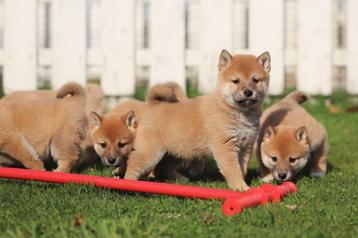 Shiba Inu pups, Belgisch fokker, Dieren en Toebehoren, Honden | Poolhonden, Keeshonden en Oertypen, België, CDV (hondenziekte)
