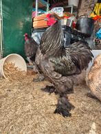 Broedeitjes brahma beschikbaar van af februari 2026