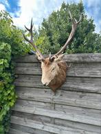 Taxidermie hertenkop, Ophalen of Verzenden