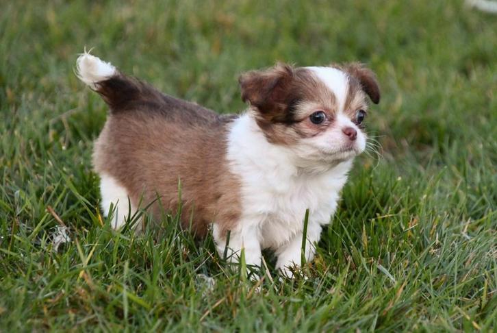 Boomer pups te koop (Shih Tzu x Chihuahua), Dieren en Toebehoren, Honden | Chihuahua's en Gezelschapshonden, Meerdere dieren, Overige rassen