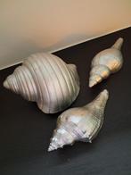 3 grote stenen schelpen samen voor 7€, Diversen, Ophalen of Verzenden