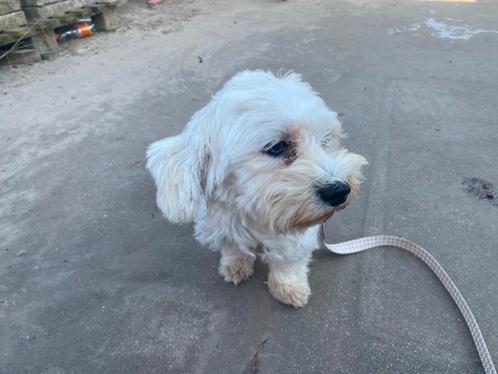 Maltezer reutje volwassen, Dieren en Toebehoren, Honden | Chihuahua's en Gezelschapshonden, Reu, Maltezer, Fokker | Hobbymatig