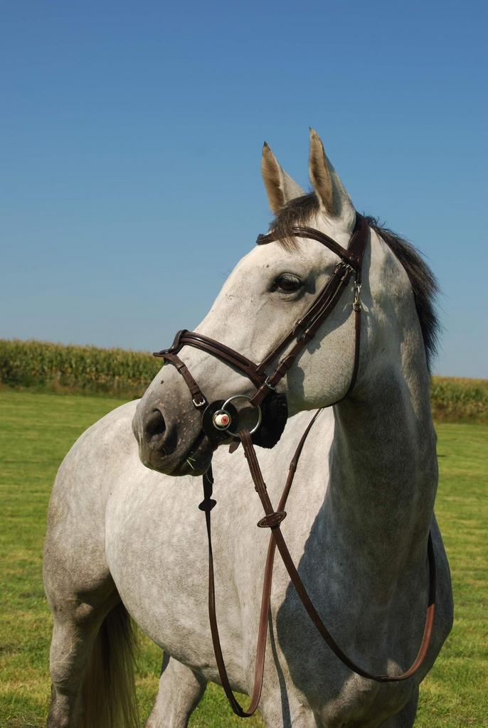 Super merrie met karakter, Animaux & Accessoires, Chevaux, Jument