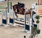 Te koop: veelbelovend jong springpaard, Dieren en Toebehoren, Paarden, Springpaard, Hengst, 3 tot 6 jaar, L