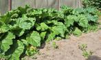 verse rabarber, Tuin en Terras, Ophalen